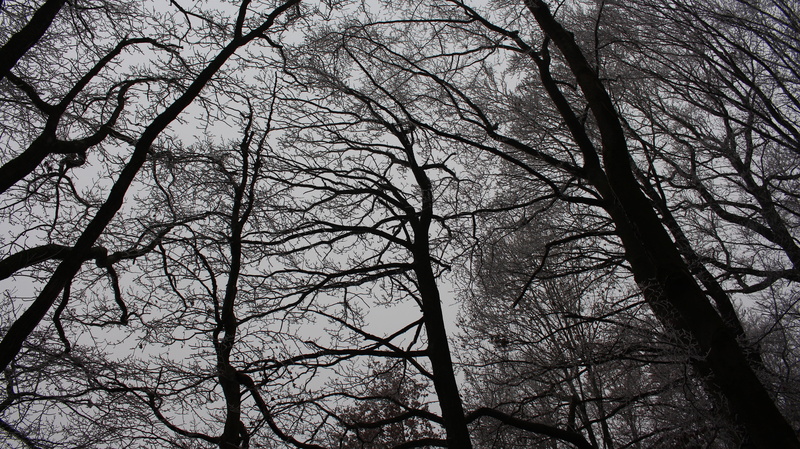 trees, scenics - nature, tranquility, treetop, branch, day, no people, twilight, 5K, backgrounds, nature, mysticism, weird, trunk, land, tranquil scene