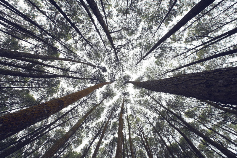 Treetops, 1080P, Nature, Earth, Tree, Forest