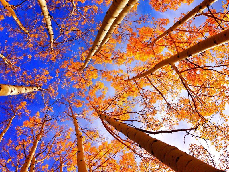 Treetops, Nature, Tree, Earth, Foliage, Fall, 2K