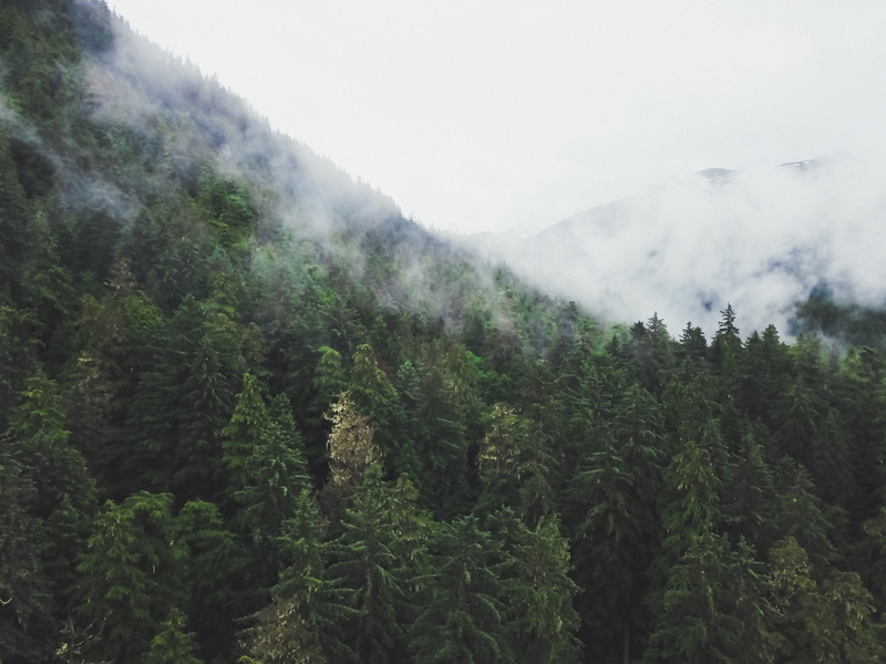 cloudy, woods, treetops, evergreen, dark, 4K, land, tranquil scene, pine tree, coniferous tree, united states, tree, scenics - nature, forest, mountains