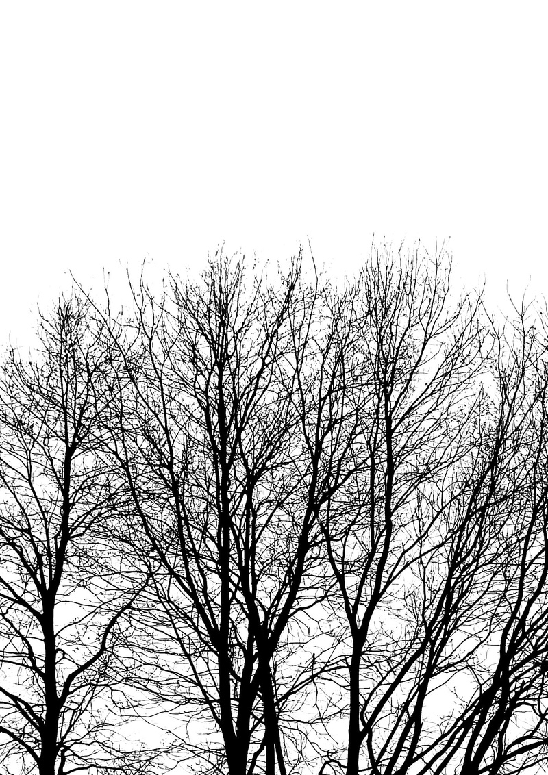 Tree, grove, nature, winter, tree trunk, low angle view, tranquility, tranquil scene, tree, copy space, branch, scenics - nature, Contrast, plant, bare tree