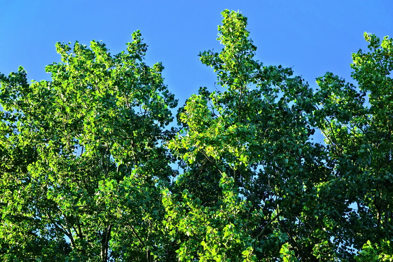 crown, growth, treetop, foliage, tree canopy, sunlight, 4K, outdoors, day, green color, clear sky, sunny, low angle view, plant part, blue, nature, plant