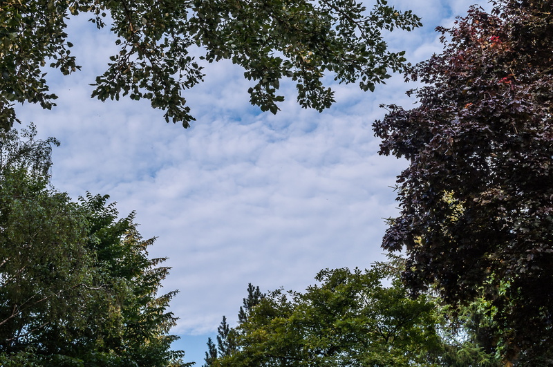 treetop, leaf, day, crown, foliage, trees, green color, growth, plant part, tranquil scene, clouds, tranquility, plant, tree, tree canopy, beauty in nature