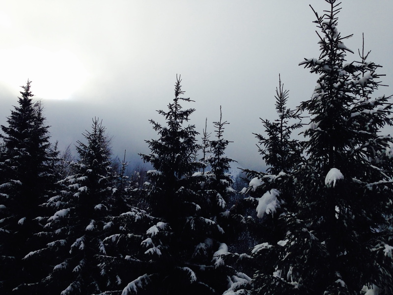 cold temperature, innsbruck, sky, tree, outdoors, trees, winter, low angle view, growth, day, coniferous tree, pine tree, ski, clouds, white, no people