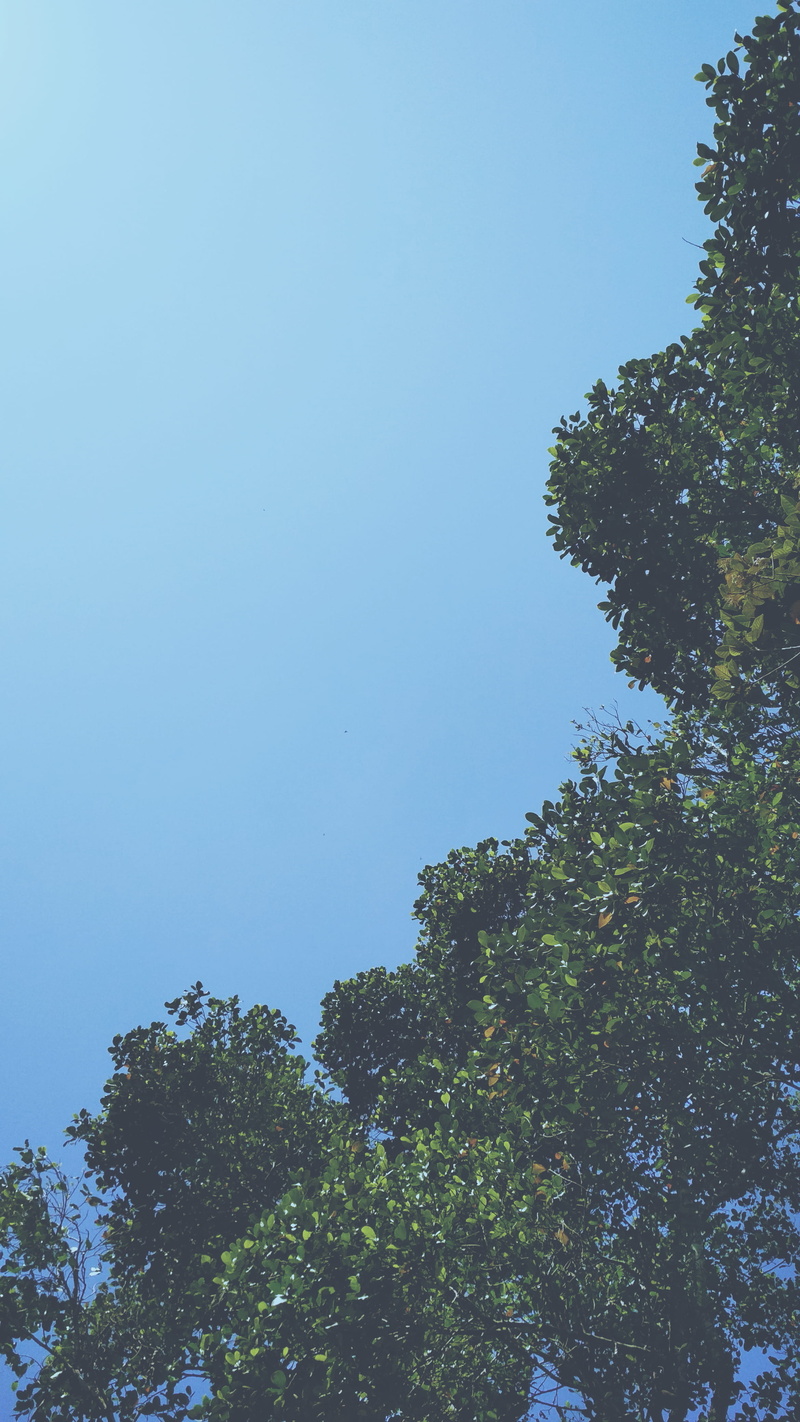sunlight, green color, kerala, plant, 4K, no people, day, outdoors, beauty in nature, copy space, scenics - nature, tree, nature, treetop, growth, blue