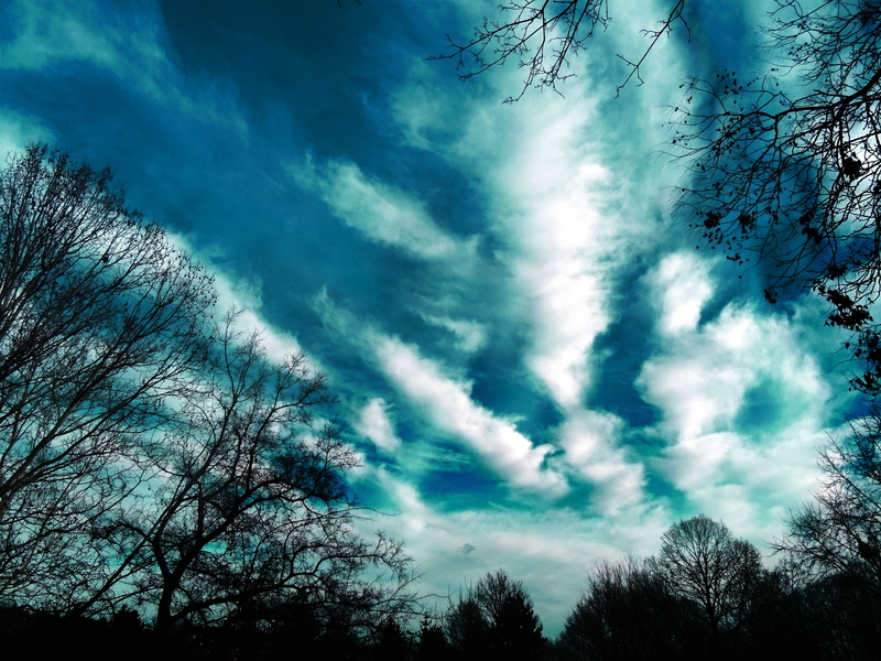 5K, bare, no people, tranquility, silhouette, cloud - sky, trees, tree, tranquil scene, coniferous tree, clouds, plant, outdoors, low angle view, beauty in nature