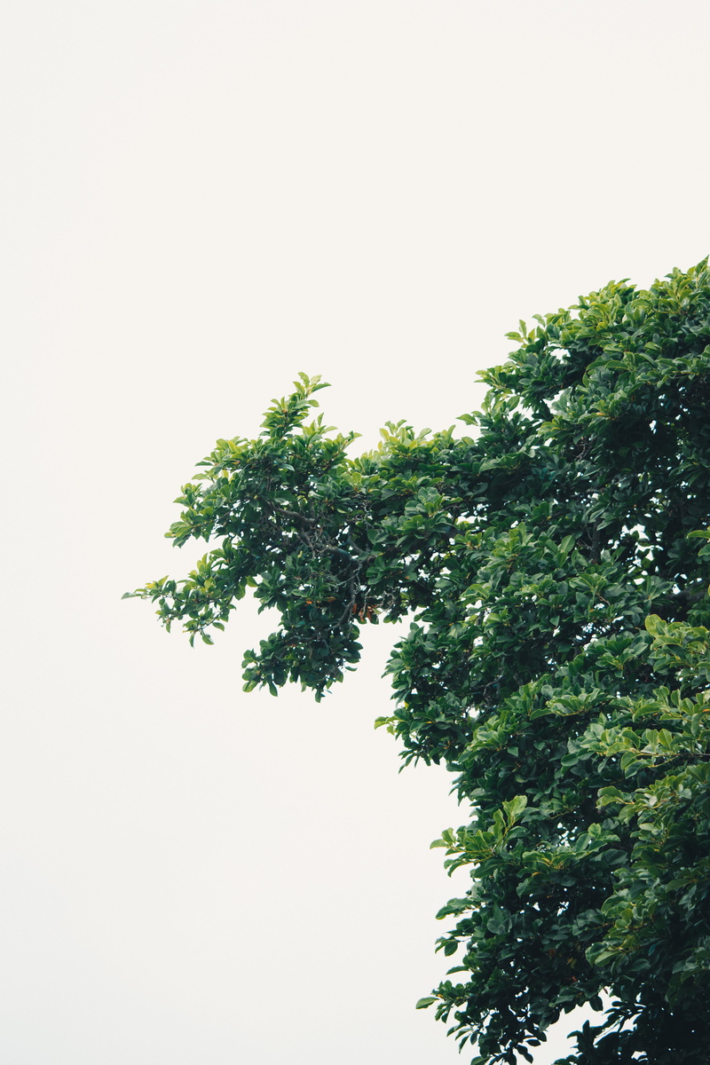 plant, no people, tree, tranquility, peaceful, 5K, calm, outdoors, low angle view, clear sky, branch, copy space, day, beauty in nature, simple, growth
