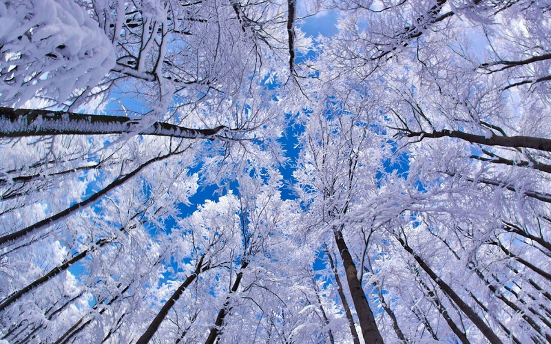 cold - Temperature, tranquility, sun, non-Urban Scene, ice, from below, frozen, leafed, kroner, no People, day, gray hair, bare tree, scenics - nature