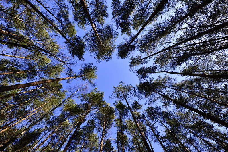 pine woodland, sunny, trunk, sunbeam, day, landscape, summer, treetop, woodland, leaf, sunlight, sun, green, autumn, no People, blue, outdoors, forest