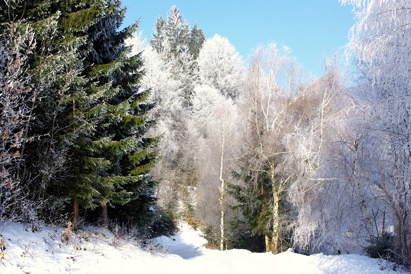 road, christmas, wilderness Area, pine Tree, no People, plant, color Image, day, trees, growth, forest, sky, ice, white, morning, beauty In Nature, rural Scene