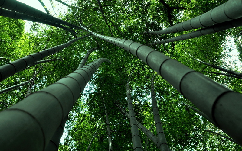 growth, no People, green, outdoors, pipe - Tube, forest, tree, steel, tree trunk, industry, green Color, trees, bamboo - Plant, land, leaf, tranquility
