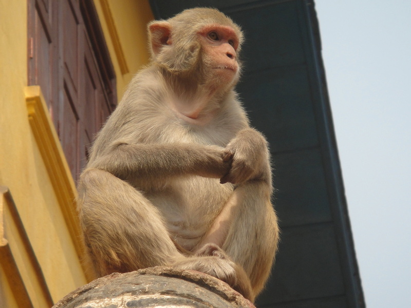 no people, focus on foreground, animal wildlife, outdoors, built structure, view from below, vertebrate, mammal, sitting, monkey, day, nature, one animal