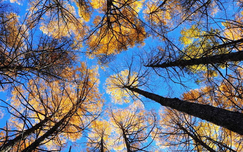 plant, sun, summer, color Image, backgrounds, leaf, landscape, tree canopy, view from below, no People, trees, sunlight, growth, beauty In Nature, sky