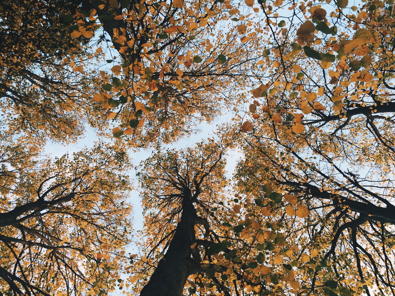 2K, view from below, trees, autumn