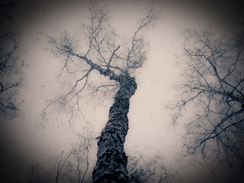 winter, gray, cracked, forest, dark, plant, season, tree, brown, vignette, branch, white, no People, 2K, land, silhouette, climate, gloomy, branches, nature