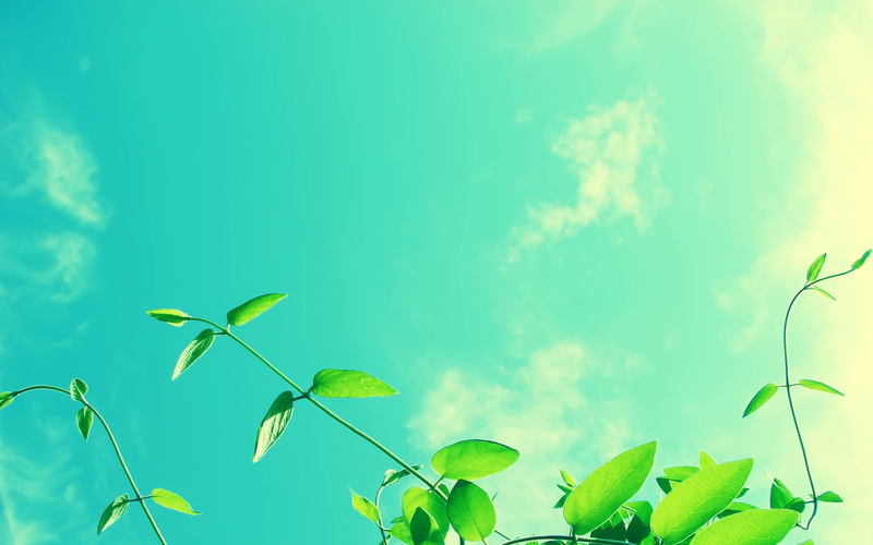clouds, greens, 2K, sky, leaves, from below