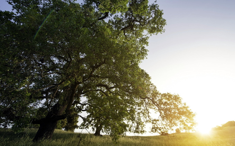 branch, park - Man Made Space, scenics - nature, nature, tranquility, light, green Color, leaf, growth, morning, plant, grass, scenics, trees, sunset, sunlight