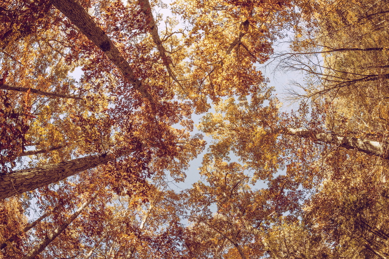 branch, plant, backgrounds, leafed, tranquility, brown, tree, orange color, tree canopy, trees, autumn, full frame, tree trunk, 5K, change, beauty in nature