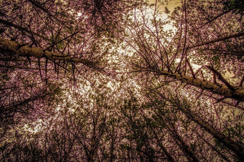 view from below, cherry tree, beauty in nature, nature, cherry blossom, land, forest, trees, flower, 4K, sky, plant, day, springtime, growth, tree, flowering plant