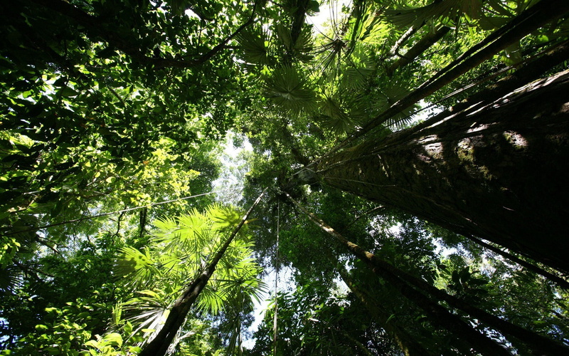 bamboo - plant, directly Below, branch, nature, lush Foliage, tree Canopy, freshness, rainforest, 1080P, land, trunks, tranquility, flowing water, leafed