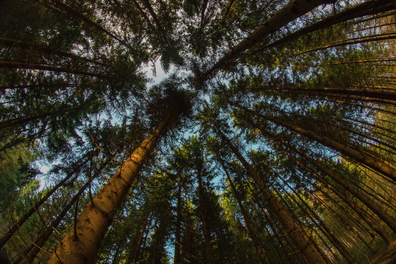 tranquility, tops, day, beauty in nature, scenics - nature, low angle view, green color, growth, trees, coniferous tree, branches, land, tall - high, view from below