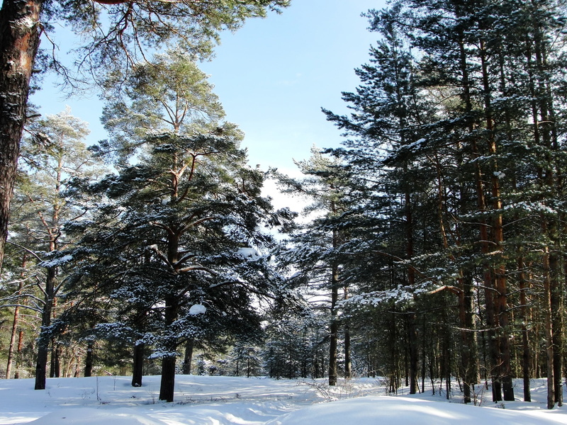 coniferous Tree, pine, outdoors, nature, sunlight, fir Tree, road, sestroretsk, non-urban scene, evergreen Tree, landscape, tree Trunk, beauty In Nature