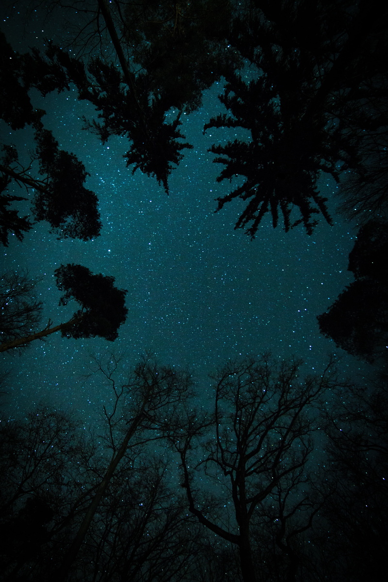 horror, 5K, scenics, night, galaxy, outdoors, stars, trees, tranquil scene, space and astronomy, growth, sky, luminosity, low angle view, forest, space