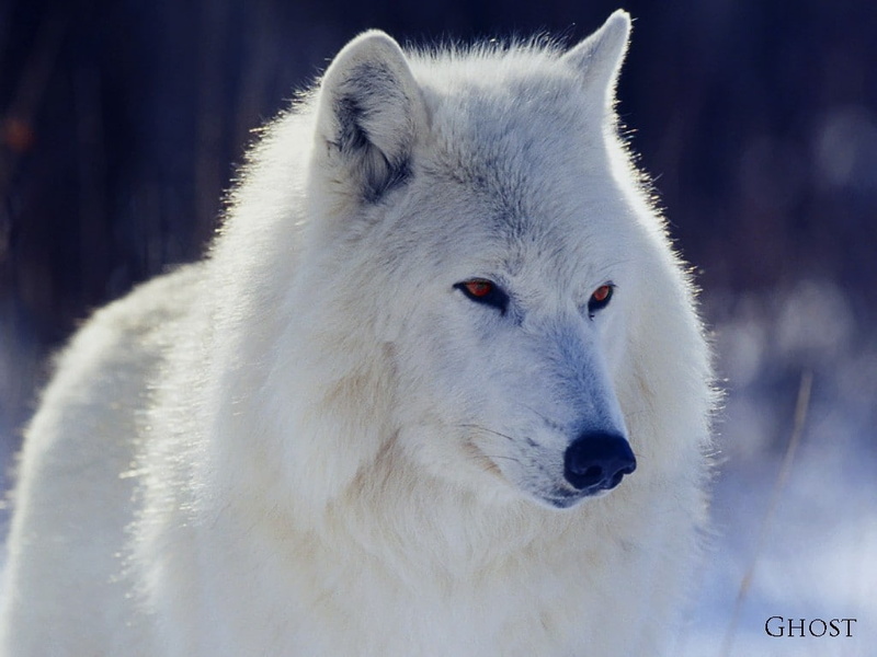 ghosts, thrones, x, game, hd, series, animals, art, tv, wolves, entertainment, 480P