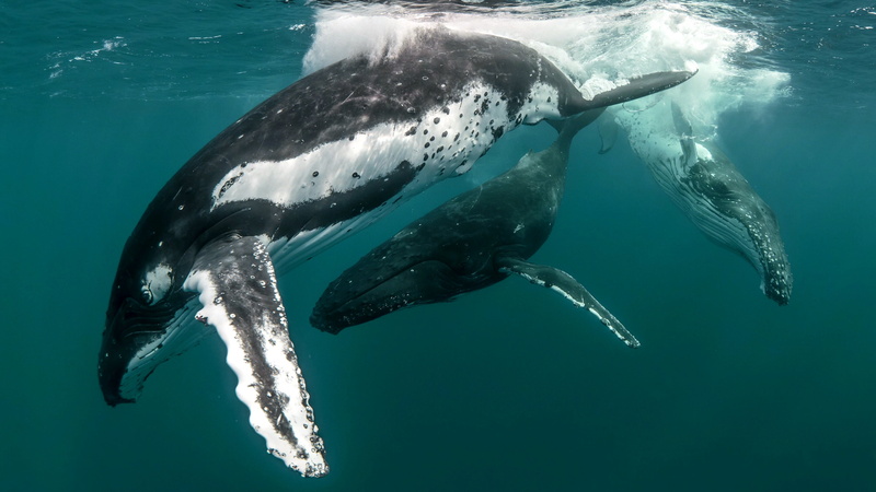 whale, 4K, animals, humpback whale, Netflix TV Series, underwater