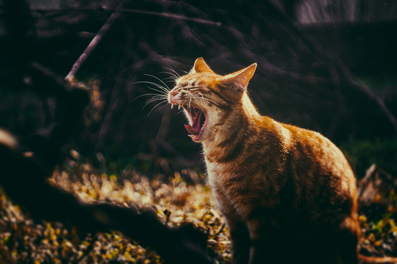 domestic cat, animal themes, no people, grin, ginger cat, yawning, animal, aggression, side view, vertebrate, domestic, mammal, one animal, yawn, whisker