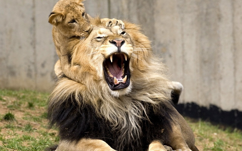 nature, zoo, snarling, fur, wildlife, safari Animals, carnivora, outdoors, safari, no People, mouth, cub, majestic, animals And Pets, cat, big Cat, carnivore