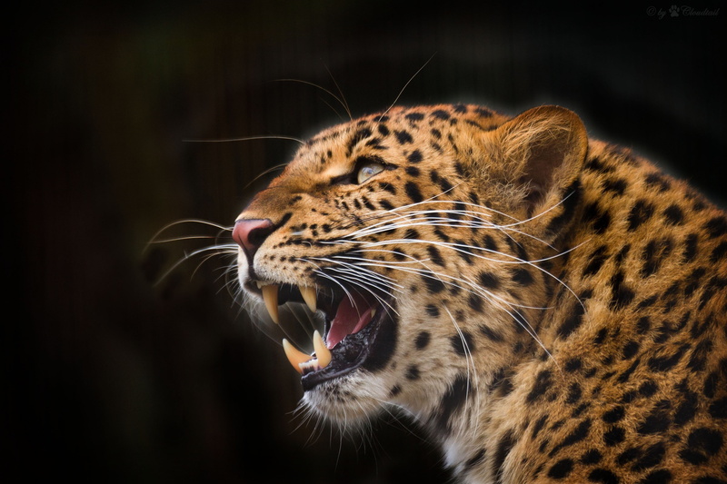 face, grin, mouth, wild cat, leopard, predator, look up, anger, fangs, rage, 4K