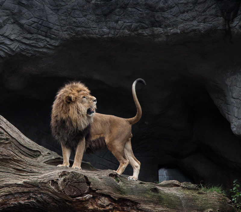 wilderness Area, vertebrate, lion, 2K, rock, serengeti National Park, full length, grin, lion - Feline, large, animal wildlife, safari, rock - object