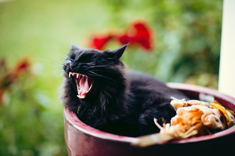 no People, furry, domestic Animals, fluffy, beauty In Nature, paw, cute, whisker, vertebrate, focus on foreground, grass, animal Eye, animals And Pets