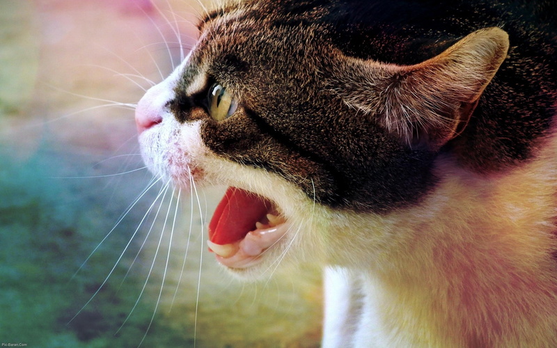 focus on foreground, domestic Cat, no people, animal mouth, beautiful, looking, muzzle, domestic Animals, vertebrate, paw, fluffy, animal Nose, outdoors