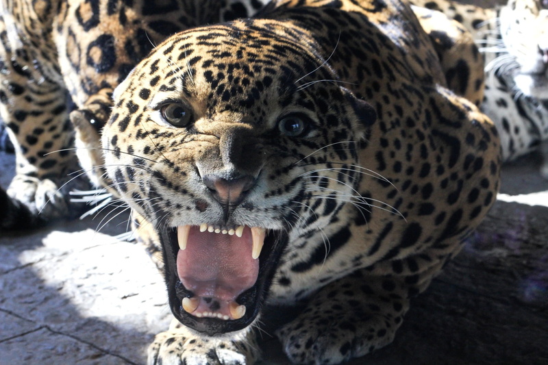 africa, danger, animal Head, outdoors, mammal, mouth, day, spotted, animals In The Wild, roaring, wildlife, animals And Pets, 1080P, focus on foreground