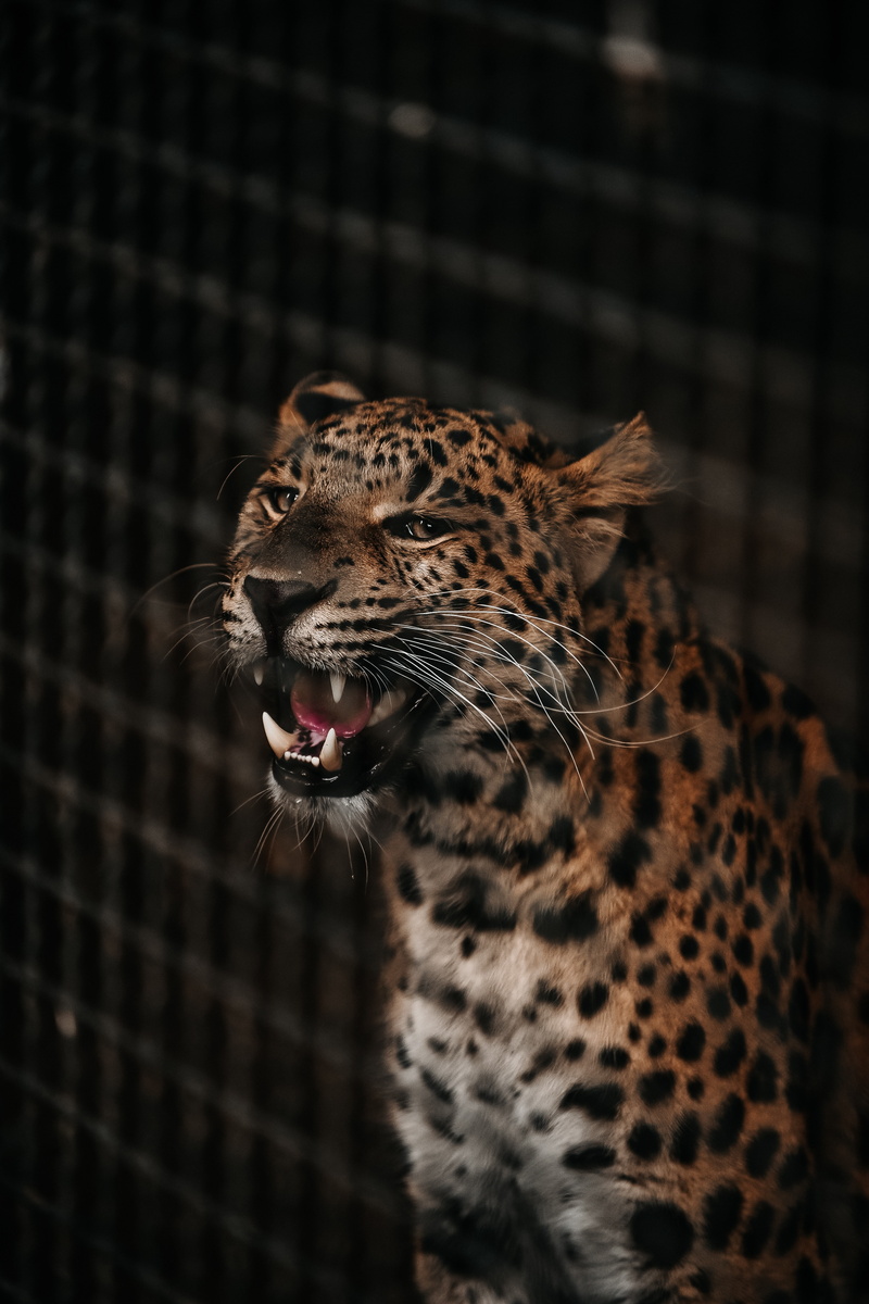 grin, 4K, big cat, cheetah, muzzle, fangs, predator