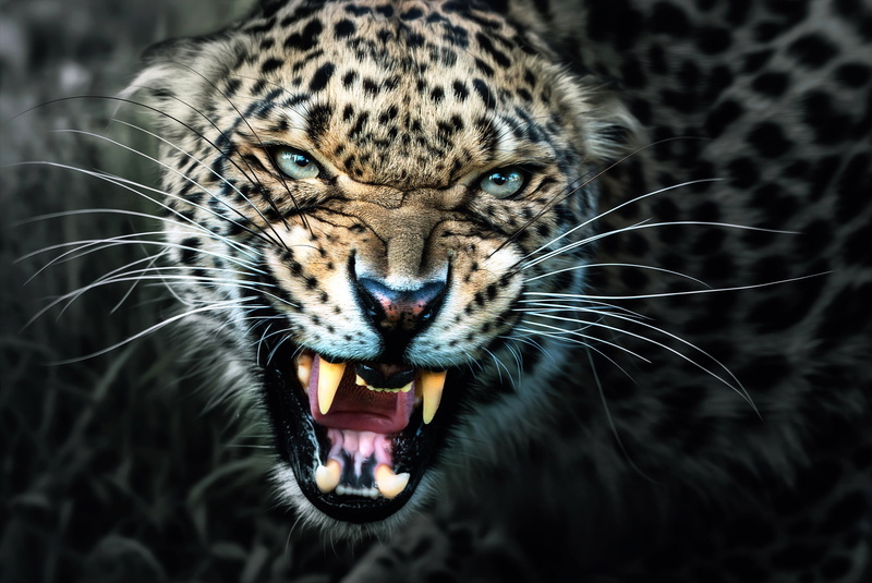 negative emotion, no people, mouth open, focus on foreground, animal body part, animals in the wild, animal head, grin, roaring, 1080P, fangs, black background