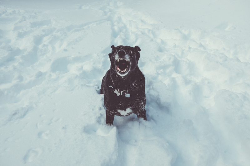 mouth open, white color, coated, animal themes, 4K, day, nature, canine, black, grin, one animal, cold temperature, domestic, dog, looking at camera, vertebrate