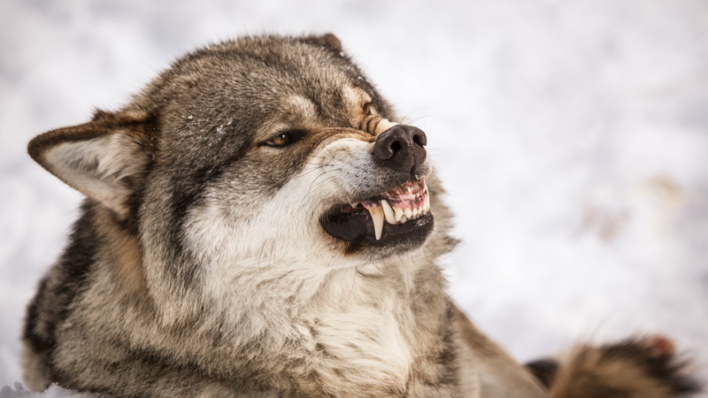 anger, dog, fur, cold temperature, no people, snarling, animal Nose, animal themes, domestic, animal, white, animal body part, nature, pets, looking, snout
