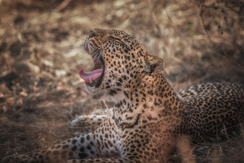 feline, grin, animal, selective, animal themes, predator, one animal, big cat, animal body part, no people, 4K, mouth open, roaring, focus, animal tongue