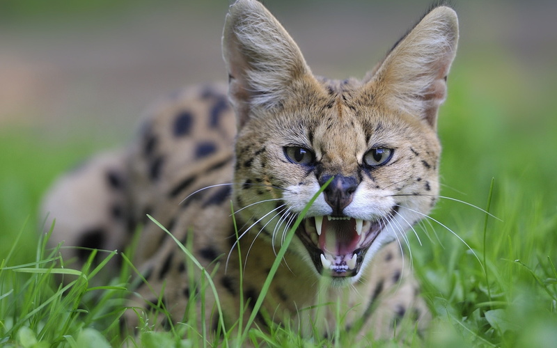 2K, aggression, cat, grin, grass