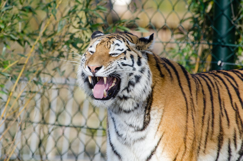 animals Hunting, aggression, animals in captivity, animal tongue, vertebrate, nature, animal, animal Head, staring, tiger, mammal, predator, no People