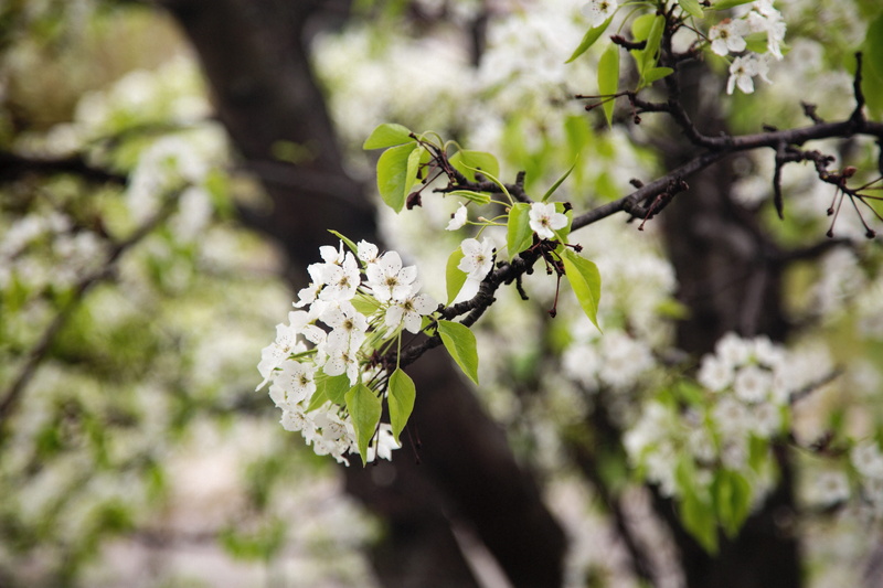 day, orion charter township, blossom, close-up, fragility, united states, outdoors, plant, flowering plant, cherry blossom, nature, 5K, flower head, tree