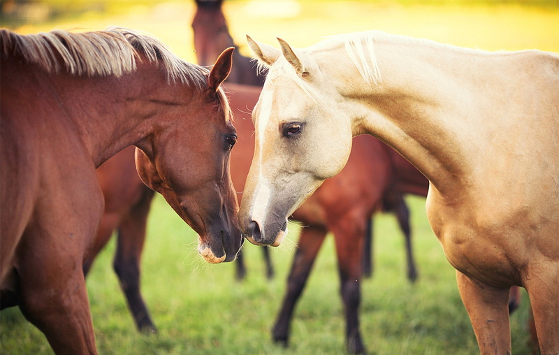 brown, fawn, Nature, two horses, 1080P, two, Love, horses