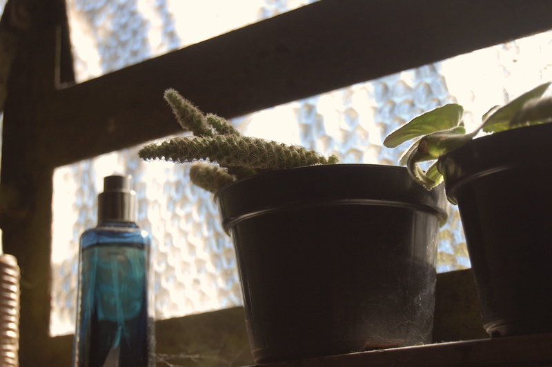 low angle view, bottle, indoors, focus on foreground, kitchen utensil, black, cactus, photography, look, green, light, glass - material, plant, no people