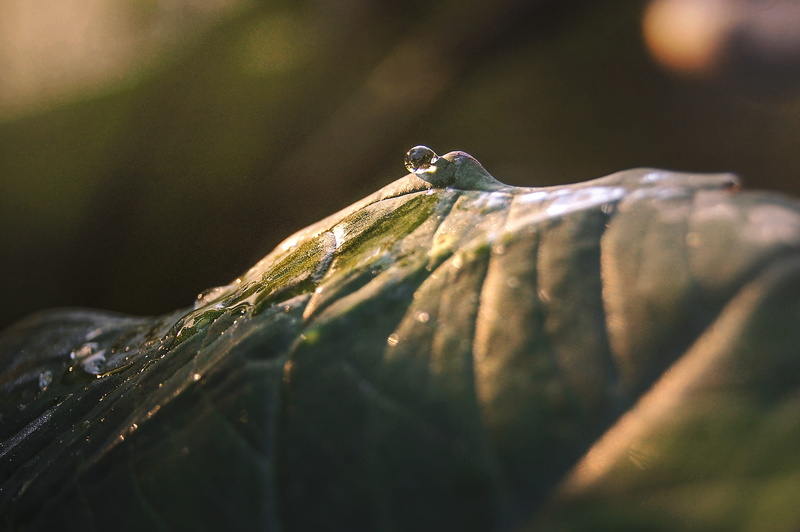water, outdoors, day, light, plant part, small, tree, reptile, sun, animal, jaeger, animal wildlife, plant, close-up, brazil, nature, animals in the wild