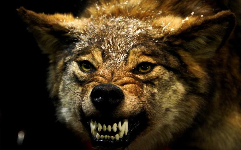 angry, 720P, wolf, animals