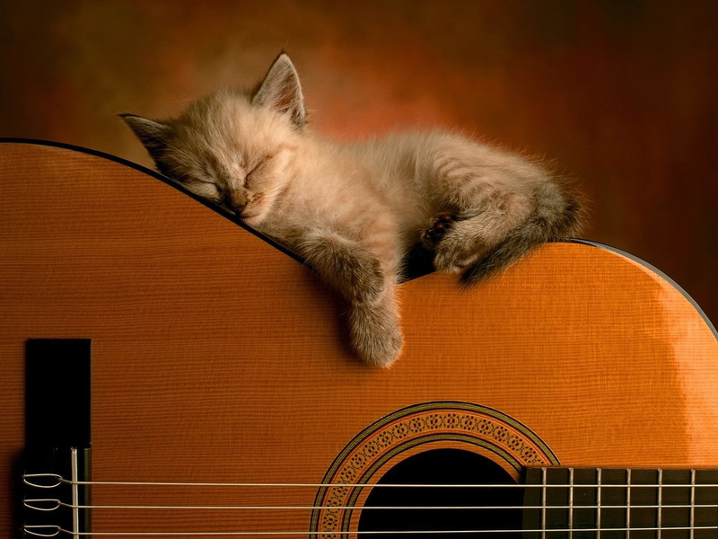 domestic cat, feline, domestic, domestic animals, no people, whisker, eyes closed, sleeping, relaxation, animal, musical equipment, cat, Sleep, pets, animal themes