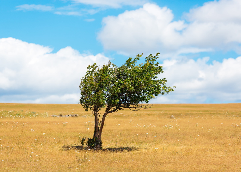 pacific northwest, single tree, plant, cloudy, arid climate, no people, scenics - nature, tranquil scene, sky, plain, minimal, sunny, surrounded, washington state